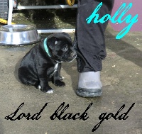 LORD BLACK GOLD HOLLY 