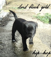 LORD BLACK GOLD HIP-HOP