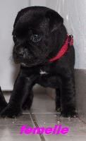 Lord Black Gold - Staffordshire Bull Terrier - Portée née le 28/09/2015