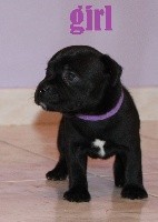 CHIOT COLLIER VIOLET