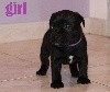 CHIOT COLLIER VIOLET