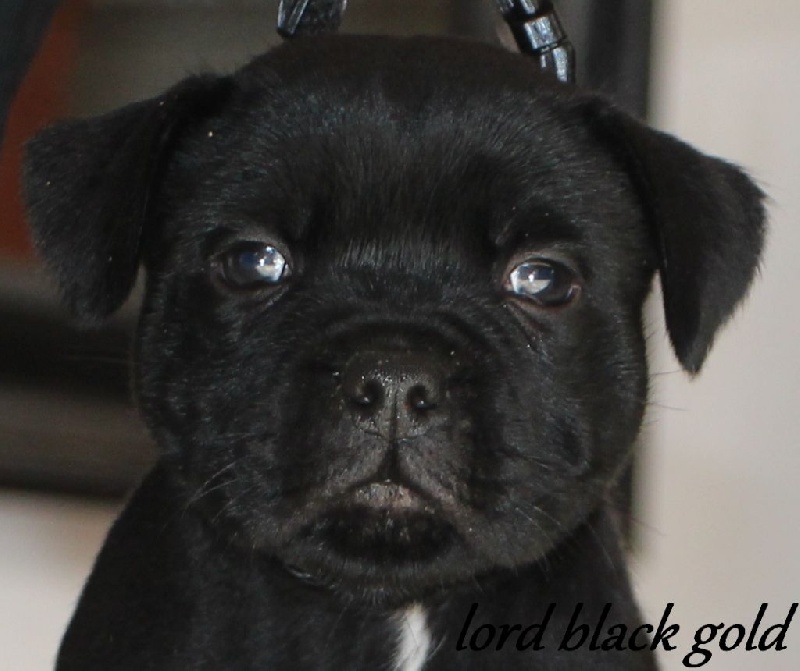 Lord Black Gold - Staffordshire Bull Terrier - Portée née le 30/09/2014