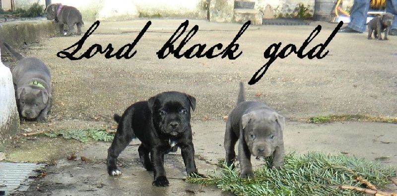 Lord Black Gold - Staffordshire Bull Terrier - Portée née le 26/11/2012